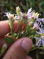 Symphyotrichum elliottii