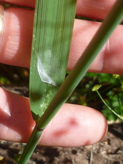 Torreyochloa pallida