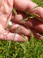 Torreyochloa pallida