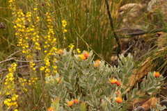 Leucospermum mundii