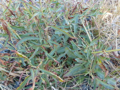 Rumex transitorius