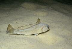 Umbrina cirrosa