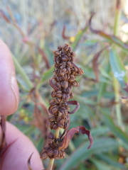 Rumex transitorius