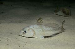 Umbrina cirrosa