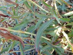 Rumex transitorius