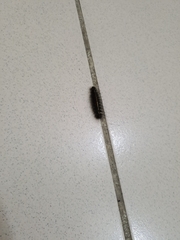 Creatonotos transiens