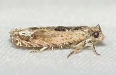 Crocidosema plebejana