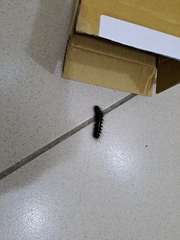 Creatonotos transiens