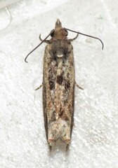 Crocidosema plebejana