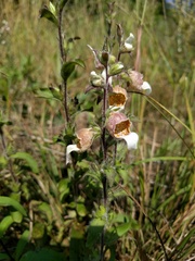 Digitalis lanata