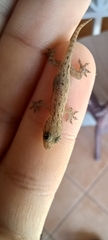 Hemidactylus mabouia