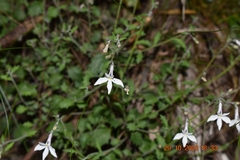 Lobelia pubescens