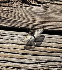 Hemileuca nevadensis