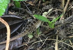 Anolis notopholis