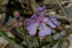 Geranium tuberosum