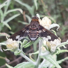 Diptera