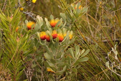 Leucospermum mundii