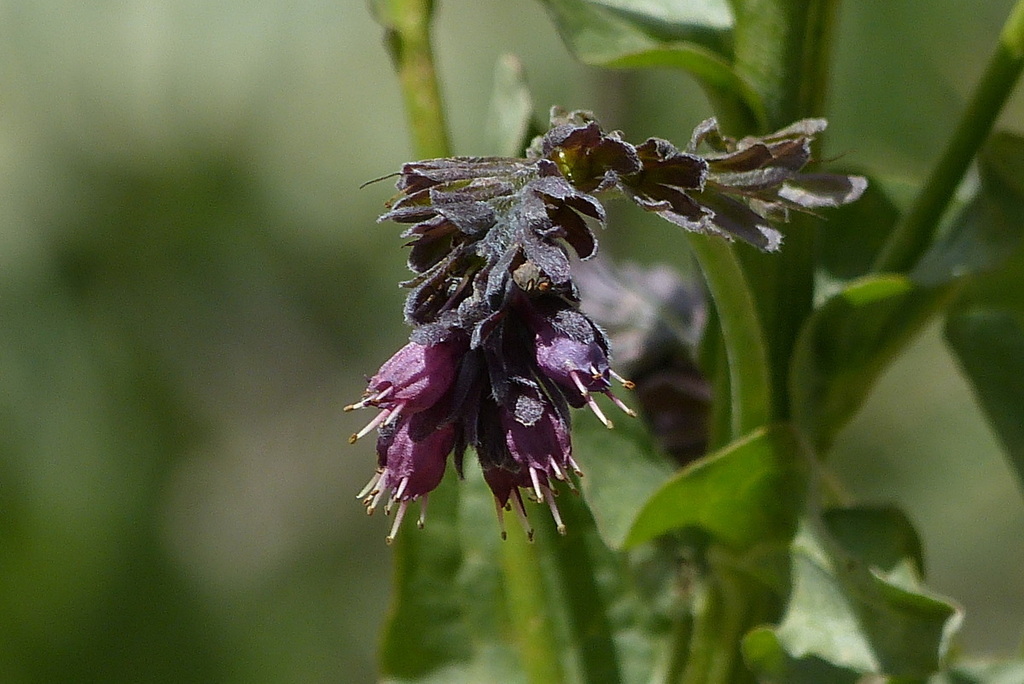 Solenanthus bakhtiaricus