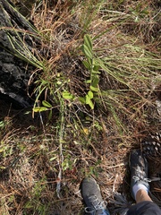 Asimina reticulata