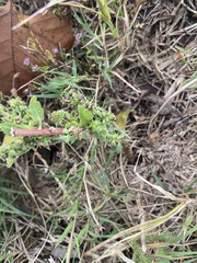 Cuphea carthagenensis