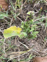 Cuphea carthagenensis