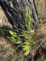 Asimina reticulata