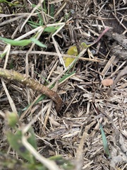 Cuphea carthagenensis