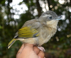 Pteruthius aeralatus robinsoni