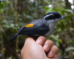 Pteruthius aeralatus robinsoni
