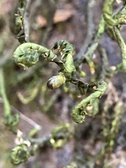 Porella pinnata