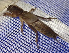 Gryllotalpa