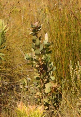 Protea eximia