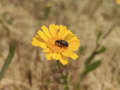 Coleoptera