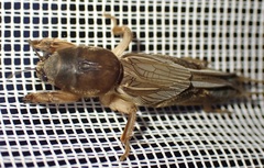 Gryllotalpa