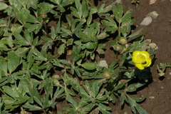 Ranunculus