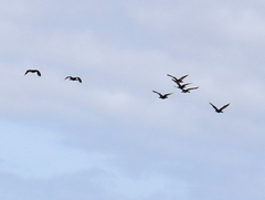 Plectropterus gambensis