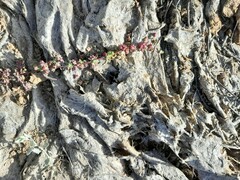 Chenolea diffusa