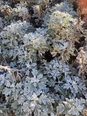 Artemisia stelleriana