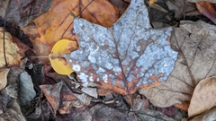 Erysiphe liriodendri