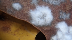 Erysiphe liriodendri