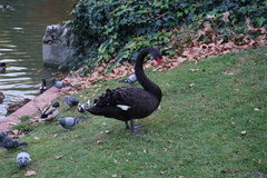 Cygnus atratus