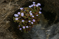 Dionysia bryoides
