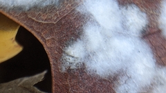 Erysiphe liriodendri