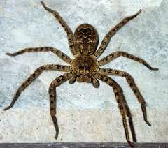 Heteropoda
