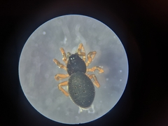 Pelecopsis parallela