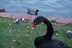 Cygnus atratus