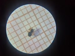 Pelecopsis parallela