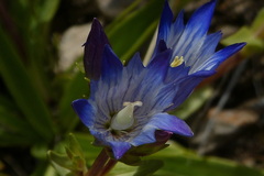 Gentiana olivieri