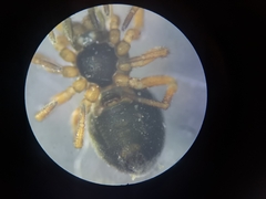 Pelecopsis parallela