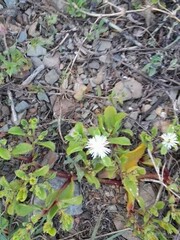 Mesembryanthemum aitonis